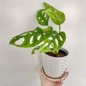 Monstera Adansonii Plant in Pot
